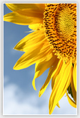 Sunflower - Flowers 