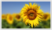 Sunflowers - Flowers 