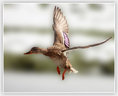 Duck - Flying life