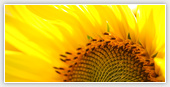 Sunflower - Flowers 